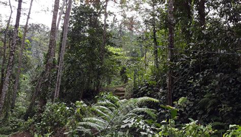 Image result for Eastern Java Bali Rain Forest