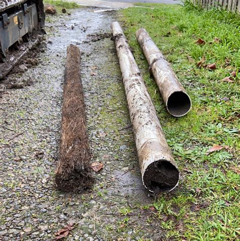 Tree Root Removal Tips 的图像结果