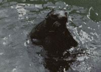 Image result for Otter Using Vending Machine