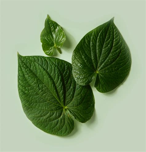 What is Kratom? - Kratom 101 Guide | Botanic Tonics