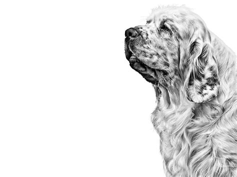 Clumber Spaniel | Royal Canin IN