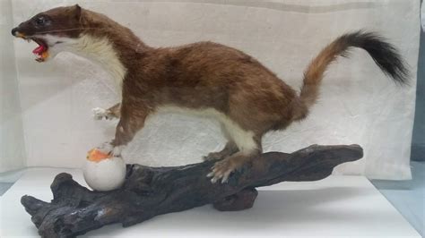 Image result for Stoat Predators