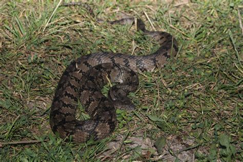 How To Find Snakes In Texas at Jeanette Upshaw blog