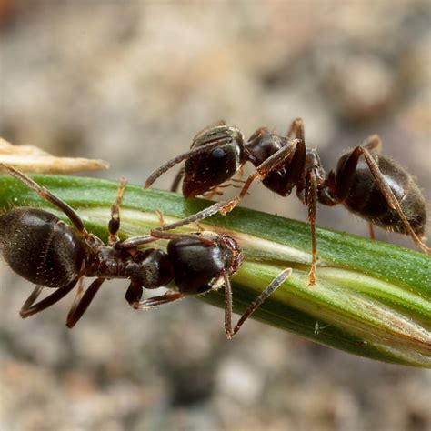 Black Garden Ant Size Ant Control 101: Identify Types Of Ants In