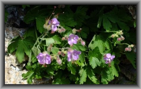 Geranium macrorrhizum L.