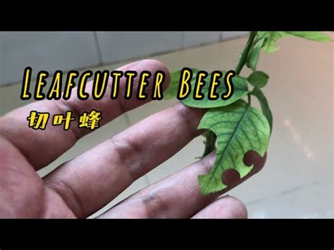 Image result for How to Control Leaf Cutter Bees