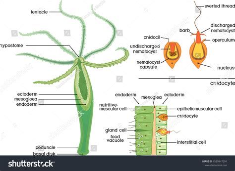 Nematocysts Hydra