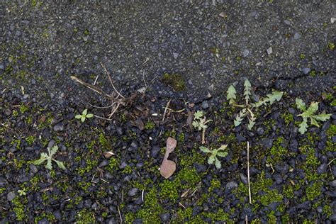 Image result for Primary Succession Examples