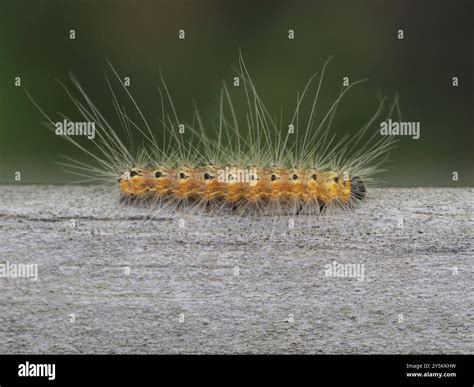 Fall Webworm Moth (Hyphantria cunea) Insecta Stock Photo - Alamy