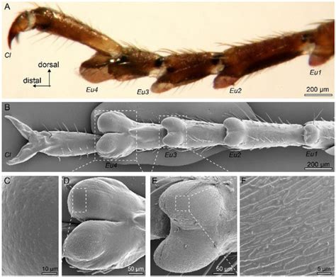 Mantises Jump from Smooth Surfaces by Pushing with “Heel” Pads of Their ...