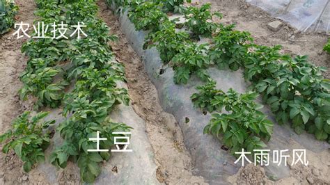 无土栽培土豆：种植简单易管理 - 知乎