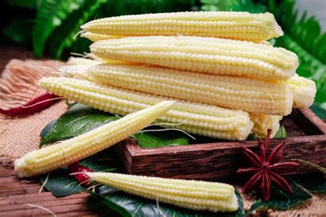河南这几个玉米新品种亩产都超过2000斤,2021年种植的首选品种|玉米|亩产|籽粒_新浪新闻