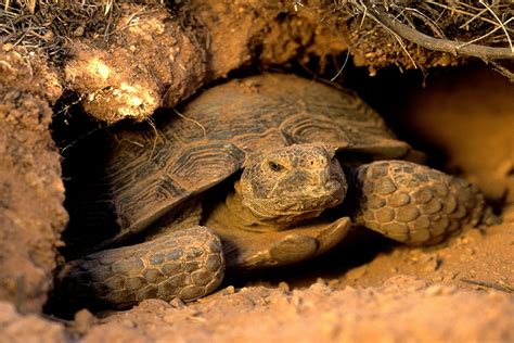Habitat Of Tortoise