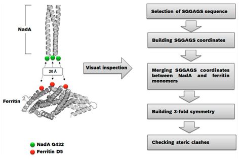 Effective Multivalent Oriented Presentation of Meningococcal NadA ...
