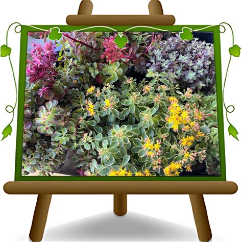 Sedum in varieties - Vendita piante, vivaio online - Euro Plants Vivai