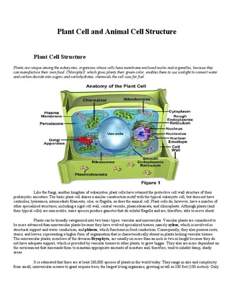 Basic Cell Structure Annotation 的图像结果