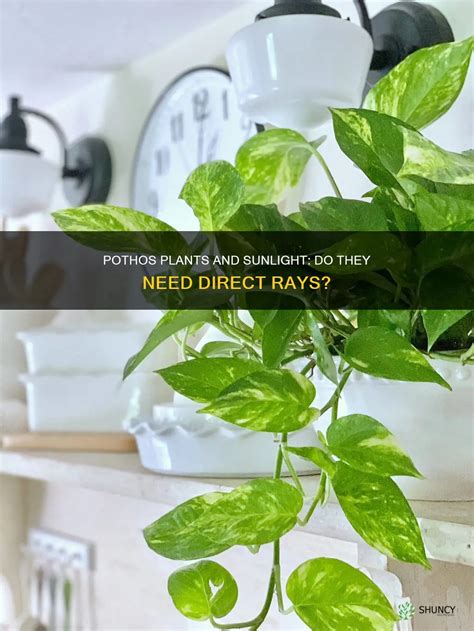 Pothos Plants And Sunlight: Do They Need Direct Rays? | ShunCy