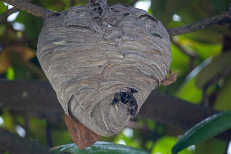 How to Eliminate Hornet Nests Safely – Pure Green Pest Control