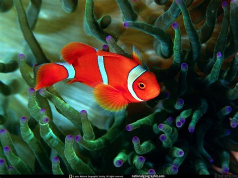Image result for Poisson Clown