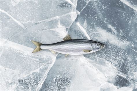 Atlantic Herring - IceMar