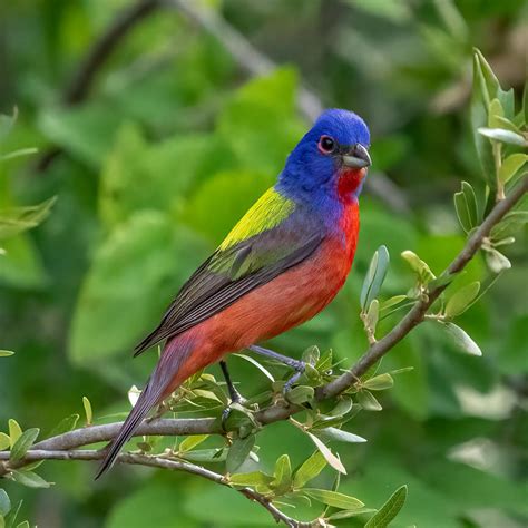 Birds Painting On Rocks 的图像结果