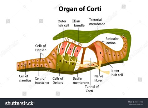 Organ Of Corti Basilar Membrane