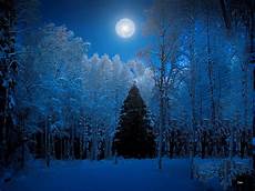 Blue Tree Wallpaper by Snow Forest Wallpaper And Background Image 1600x1200 Blue Tree Wallpaper