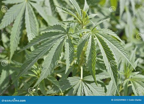 Cannabis or Marijuana Plant Grows Wild Stock Image - Image of effects ...