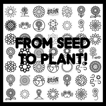 FROM SEED TO PLANT! Sunflower Bulletin Board Activity 3x3 feet ...