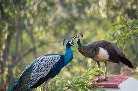 Male vs Female Peacocks: How to Tell the Difference (With Pictures ...