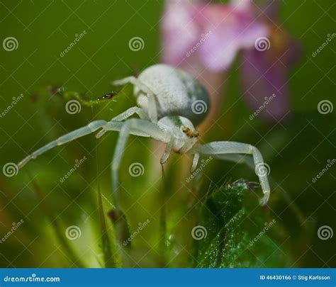 Flower Crab Spider, Thomisidae Misumena Vatia Stock Photo - Image of ...