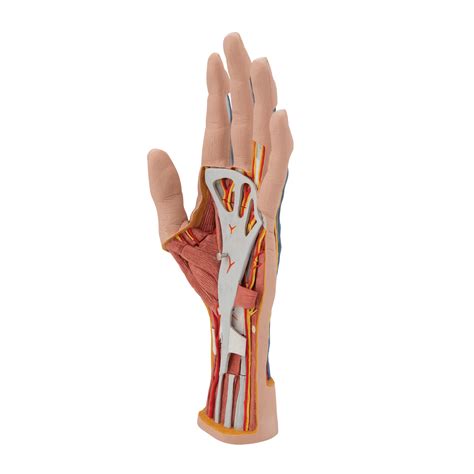 Life-Size Hand Model with Muscles, Tendons, Ligaments, Nerves ...