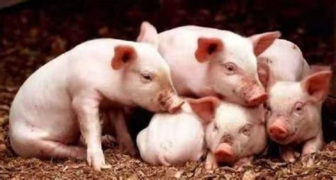 养猪场的死猪是如何处理的，全被制成火腿肠吗？看完你就明白了【洋仔侃世界】 - YouTube