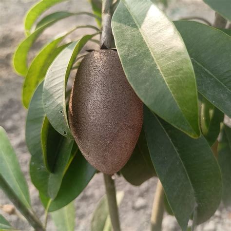 PYANABI GARDEN Long Chikoo/Sapota Thai variety Grafted Plant Naseberry ...