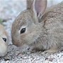 Image result for Cute Bunny Hug