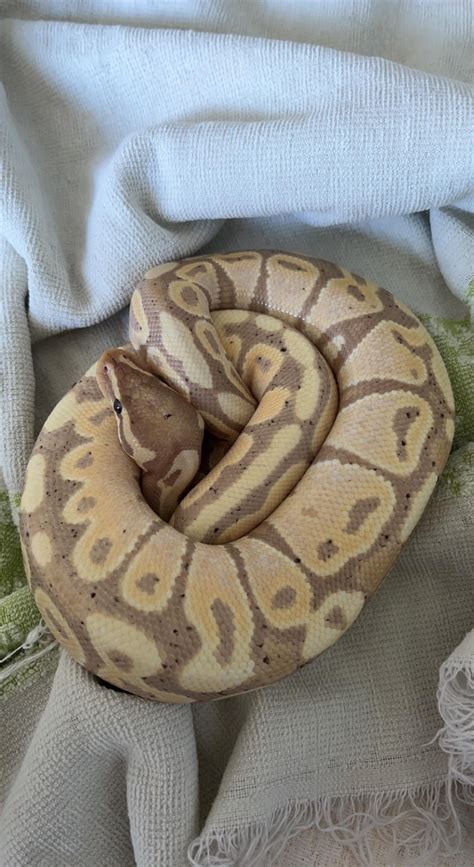 Image result for Ball Python 1 Year Old