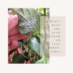 Most Effective way to deal with Mealy Bugs | Leafy Island