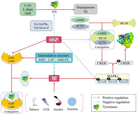 The Hypopigmentation Mechanism of Tyrosinase Inhibitory Peptides ...
