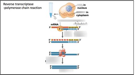 Image result for Reverse Transcriptase PCR Steps