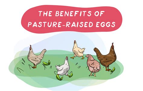 Benefits of Pasture-Raised Eggs