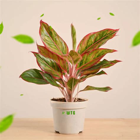 Aglaonema red lipstick / Siam Aurora – Wayanadantouch Garden