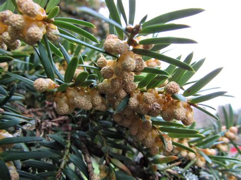 Yew Tree Symbolism In The Bible at Tina Kirby blog