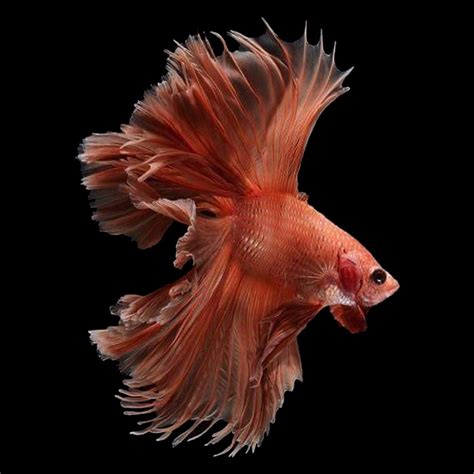 Image result for Poisson Animal