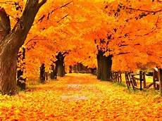 Free Animated Fall Backgrounds by Free Autumn Screensavers Wallpapers Wallpaper Cave Free Animated Fall Backgrounds