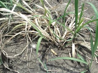 TNAU Agritech Portal :: Success Stories