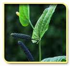 Horticulture ::Medicinal Crops