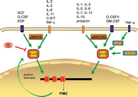 Image result for PIM2 Intracellular