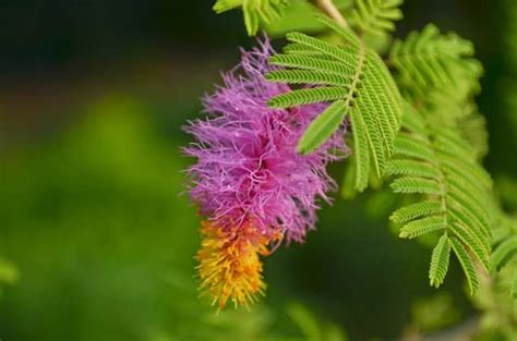 HYBRID Prosopis Cineraria Shami Vanni Maram Banni Mara Jammi Banni ...