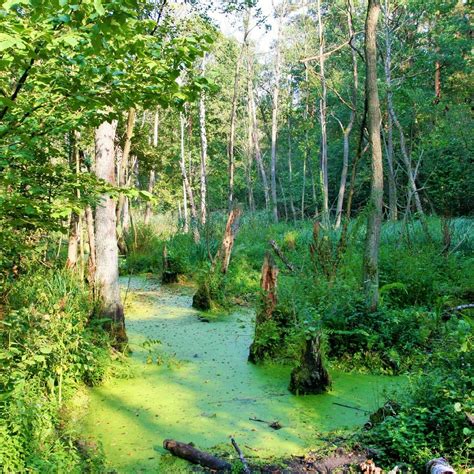 KAMPINOSKI PARK NARODOWY (2025) All You Need to Know BEFORE You Go ...
