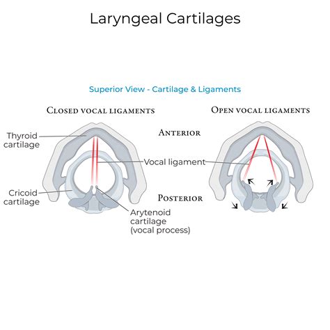 Gross Anatomy Glossary: Larynx | ditki medical & biological sciences